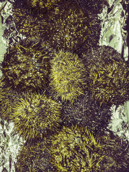 Sea Urchins by Jens Haas