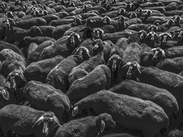 Sheep Everywhere nr. 1 by Jens Haas