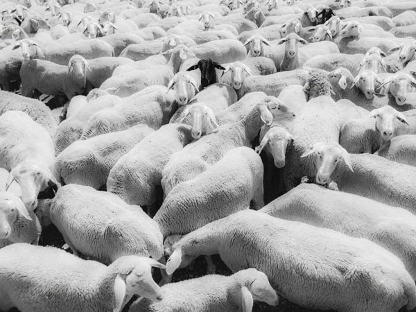 Sheep Everywhere nr. 2 by Jens Haas