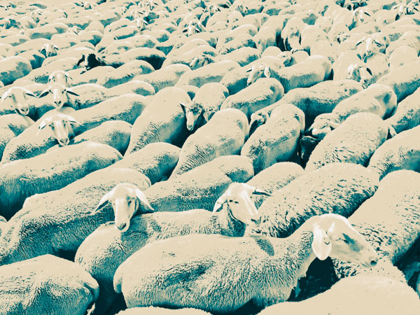 Sheep Everywhere nr. 3 by Jens Haas