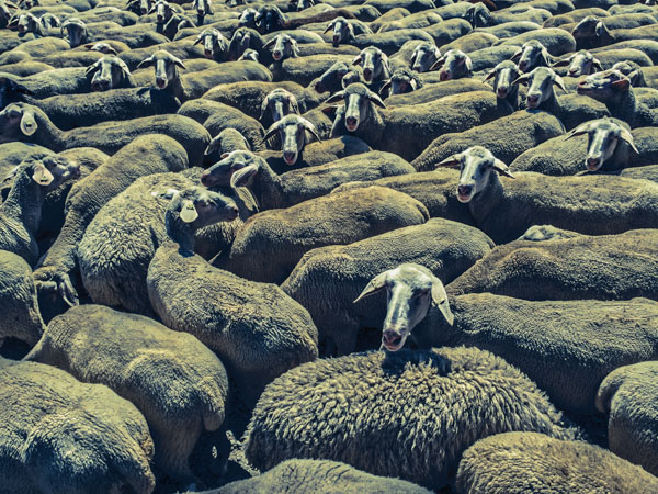Sheep Everywhere nr. 4 by Jens Haas